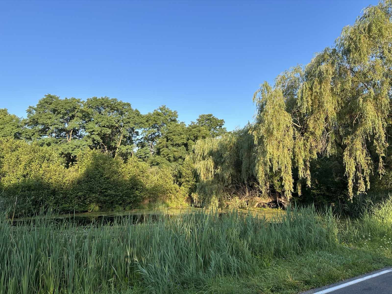 A wetland and pond area on the 37 Wormer Road property, lined with reeds and willow trees.